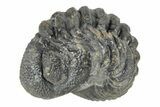 Long Curled Morocops Trilobite - Morocco #252657-1